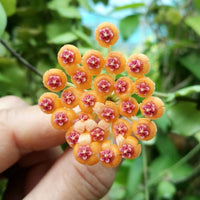 hell Orange Hoya Blumensamen zur Aussaat Wildblume Mischung Traditionssorte & ohne Gentechnik Samen Hausgarten