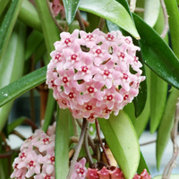 klein Rosa Hoya Blumensamen zur Aussaat leuchtend Traditionssorte & ohne Gentechnik Samen Hausgarten