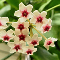 Pfirsichfarben Hoya Blumensamen – Schnitt Blume beliebt Traditionssorte & ohne Gentechnik Samen zur Aussaat Hausgarten