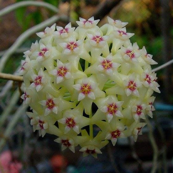 Hoya Blüte Blumensamen zur Aussaat – Drought verträglich – Traditionssorte & ohne Gentechnik Samen Hausgarten