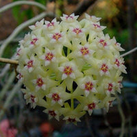 Hoya Blüte Blumensamen zur Aussaat – Drought verträglich – Traditionssorte & ohne Gentechnik Samen Hausgarten
