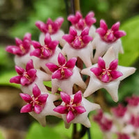 leuchtend Rosa Hoya Blumensamen zur Aussaat Halbschatten verträglich Traditionssorte & ohne Gentechnik Samen Hausgarten