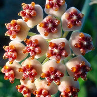 dunkel Creme Hoya Carnosa Blumensamen zur Aussaat saisonal Dauerblüher Traditionssorte & ohne Gentechnik Samen Hausgarten