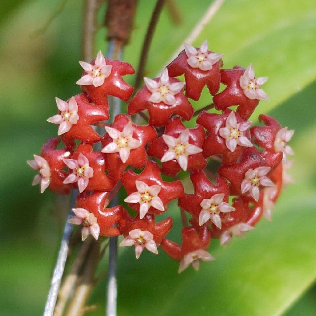 Aleurites Blumensamen zur Aussaat – lang Blüte Saison – Traditionssorte & ohne Gentechnik Samen Hausgarten