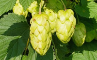 Grün Humulus Lupulus Blumensamen zur Aussaat – Schnitt Blume beliebt – Traditionssorte & ohne Gentechnik Samen Hausgarten