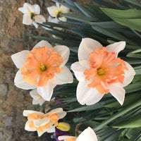 Peach (peach daffodil) samen for anpflanzung in home garten
