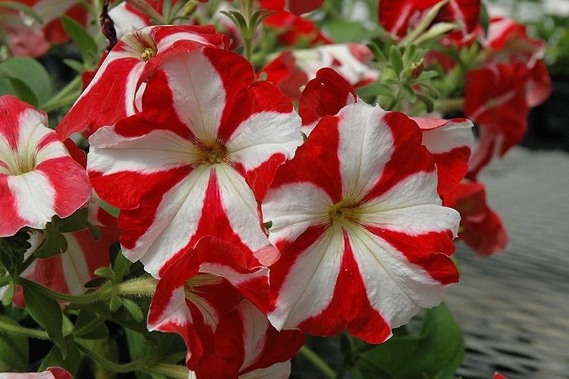 Weiß und Rot Petunie Samen Garten Aussaat