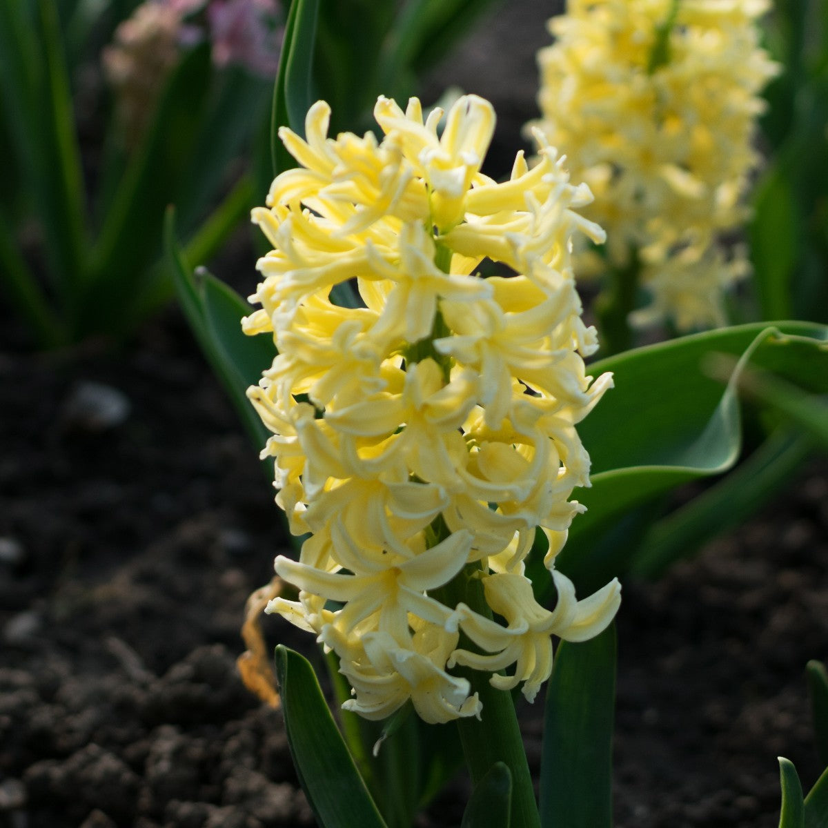 Gelb Hyacinthus Orientalis Blumensamen zur Aussaat ideal Rabatten Traditionssorte & ohne Gentechnik Samen Hausgarten
