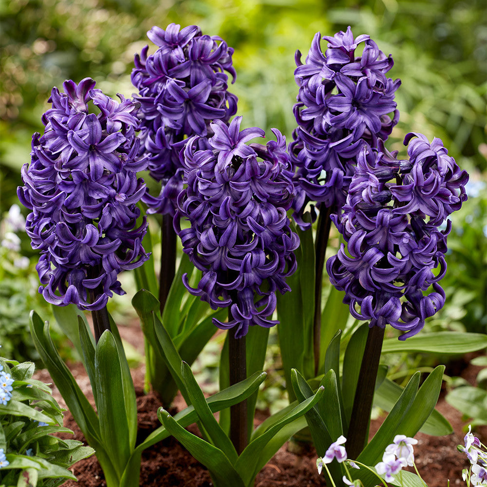 Lila Hyacinthus Orientalis Blumensamen zur Aussaat – Anzucht – Traditionssorte & ohne Gentechnik Samen Hausgarten