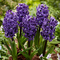 Lila Hyacinthus Orientalis Blumensamen zur Aussaat – Anzucht – Traditionssorte & ohne Gentechnik Samen Hausgarten