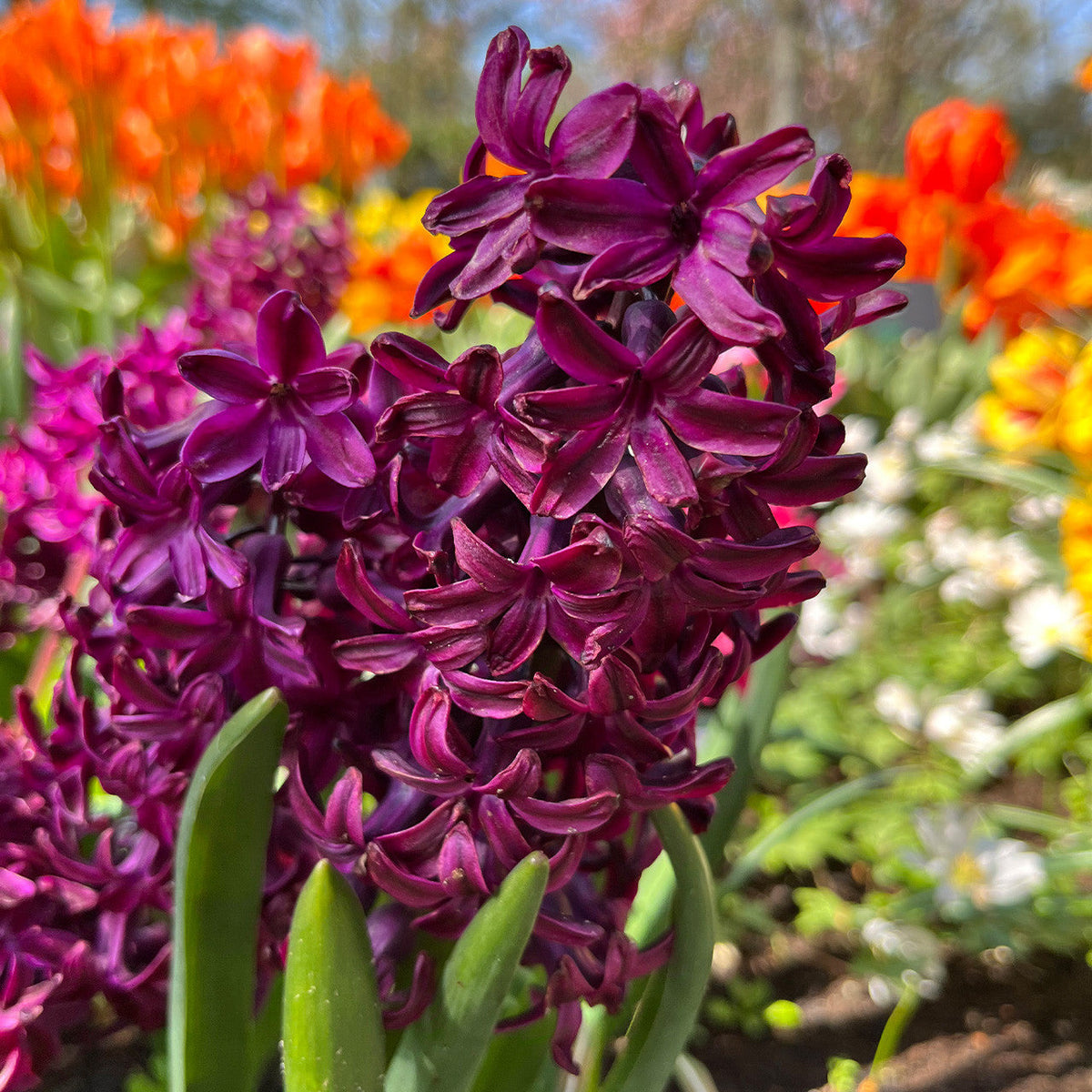 Burgundy hyacinth blume samen for anpflanzung - cottage garten essential, heirloom & gmo free samen for home garten
 
 sale samen for anpflanzung in home garten