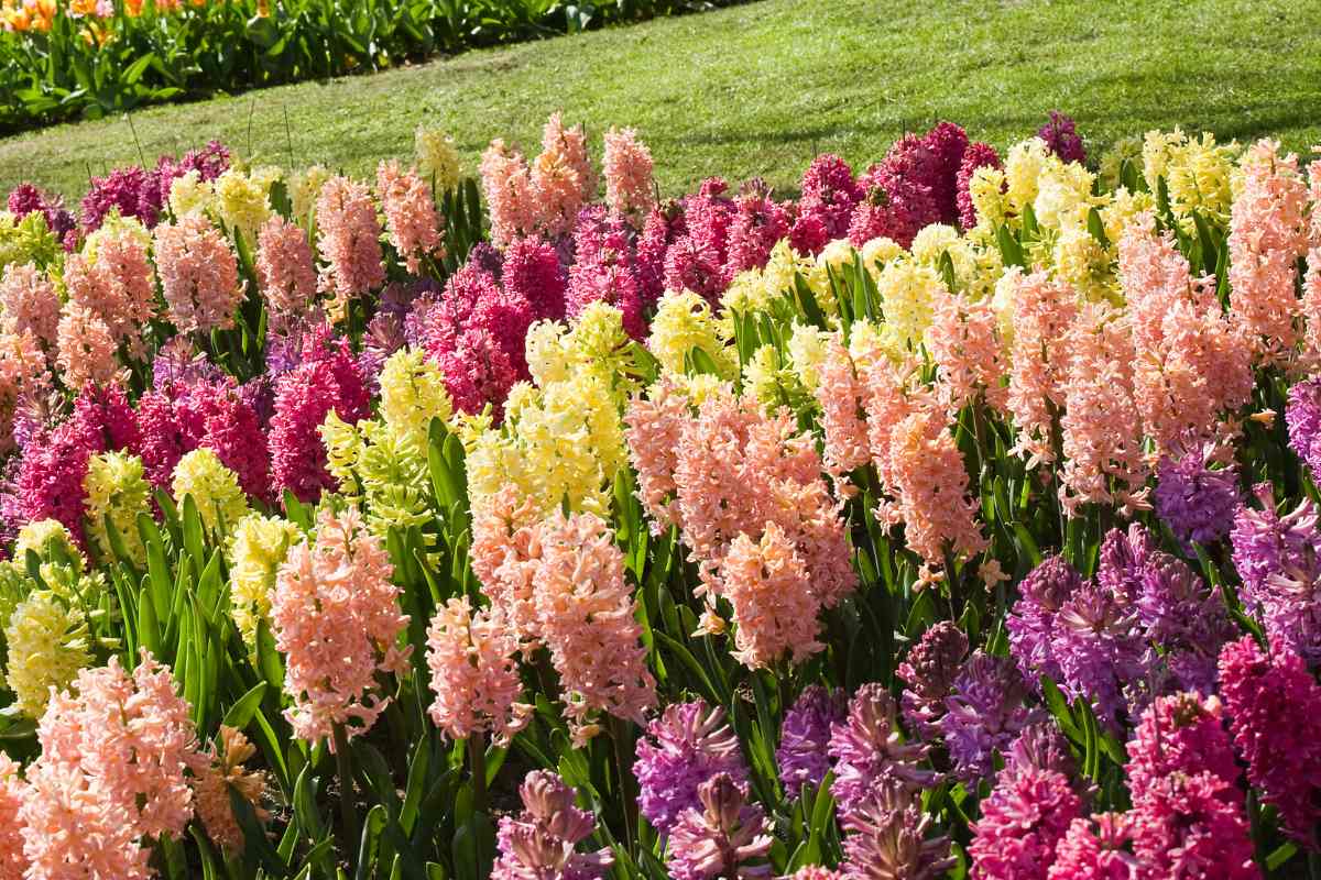 Hyacinthus Orientalis Blumensamen zur Aussaat – Wildblume Mischung – Traditionssorte & ohne Gentechnik Samen Hausgarten