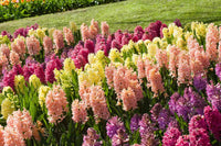 Hyacinthus Orientalis Blumensamen zur Aussaat – Wildblume Mischung – Traditionssorte & ohne Gentechnik Samen Hausgarten