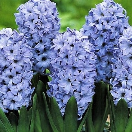 tief Blau Hyacinth Blumensamen zur Aussaat sonnenliebend Traditionssorte & ohne Gentechnik Samen Hausgarten