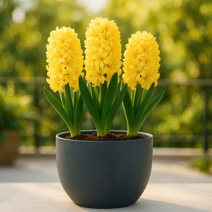 Hyacinth Blumensamen zur Aussaat – Halbschatten verträglich – Traditionssorte & ohne Gentechnik Samen Hausgarten