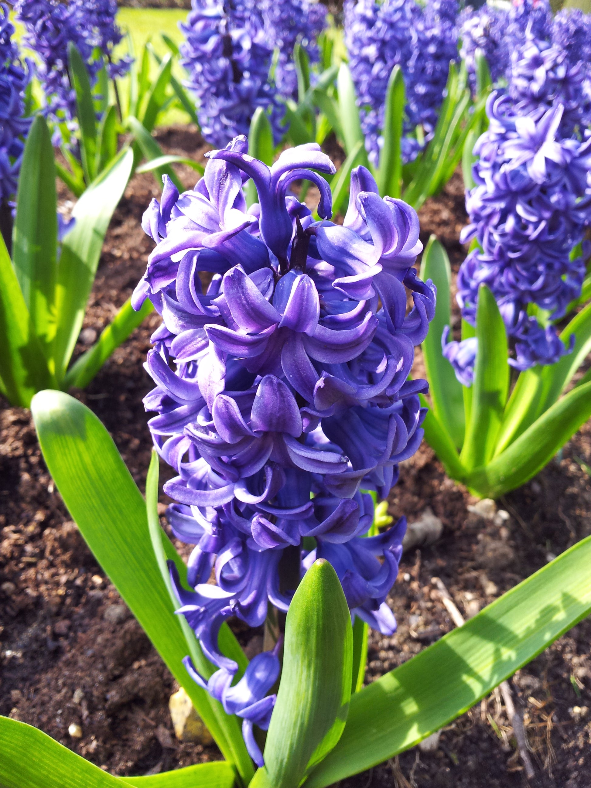 Hyacinth Blumensamen zur Aussaat sonnenliebend Traditionssorte & ohne Gentechnik Samen Hausgarten
