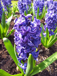 Hyacinth Blumensamen zur Aussaat sonnenliebend Traditionssorte & ohne Gentechnik Samen Hausgarten