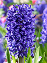 tief Blau Hyacinth Blumensamen zur Aussaat sonnenliebend Traditionssorte & ohne Gentechnik Samen Hausgarten