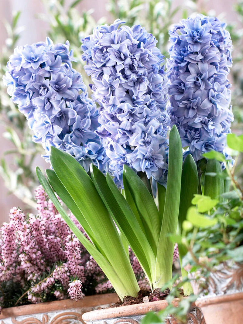 Hyacinthus (hyacinthus orientalis) samen for anpflanzung in home garten