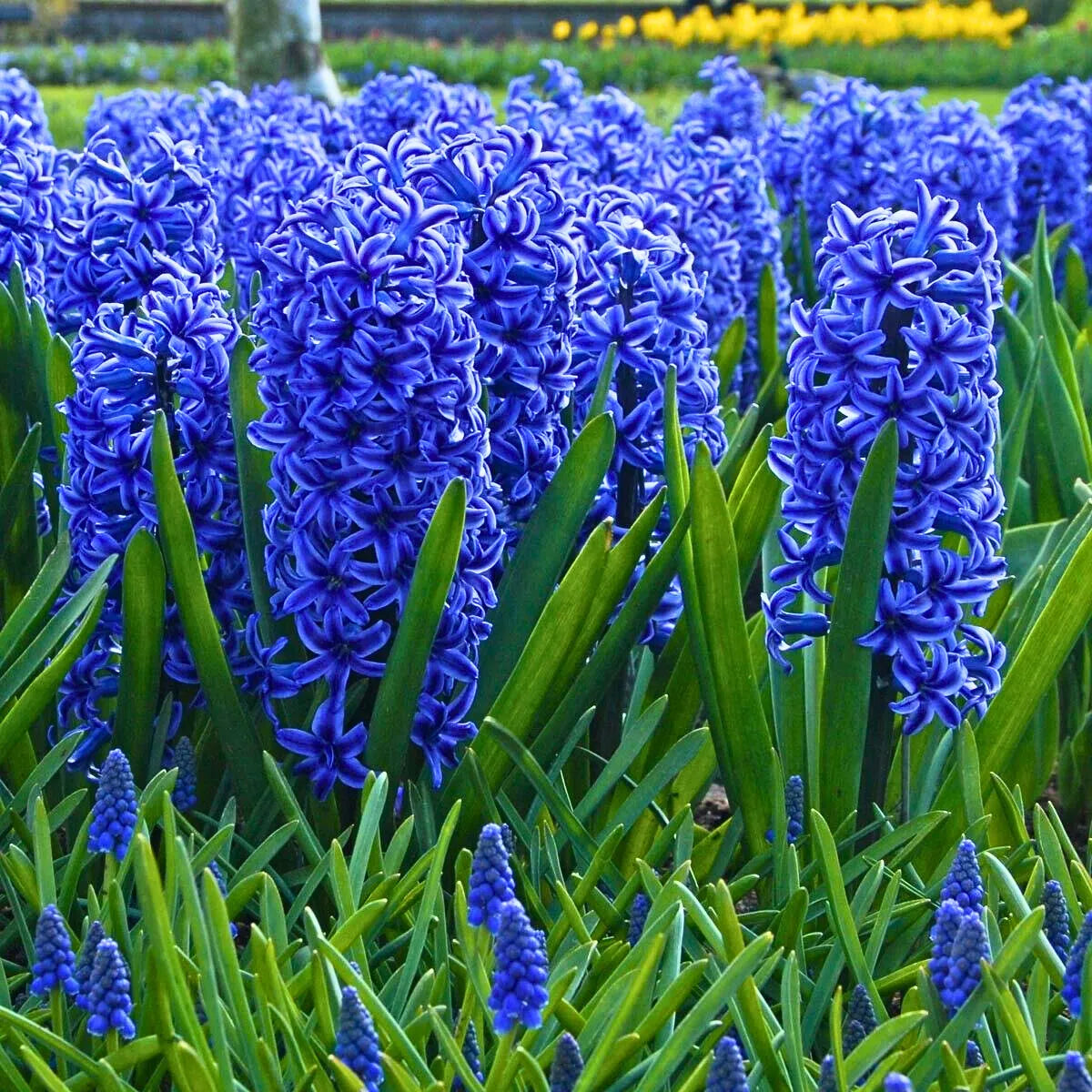 Gemischt Hyacinth Blumensamen zur Aussaat – leuchtend Blüten – Traditionssorte & ohne Gentechnik Samen Hausgarten