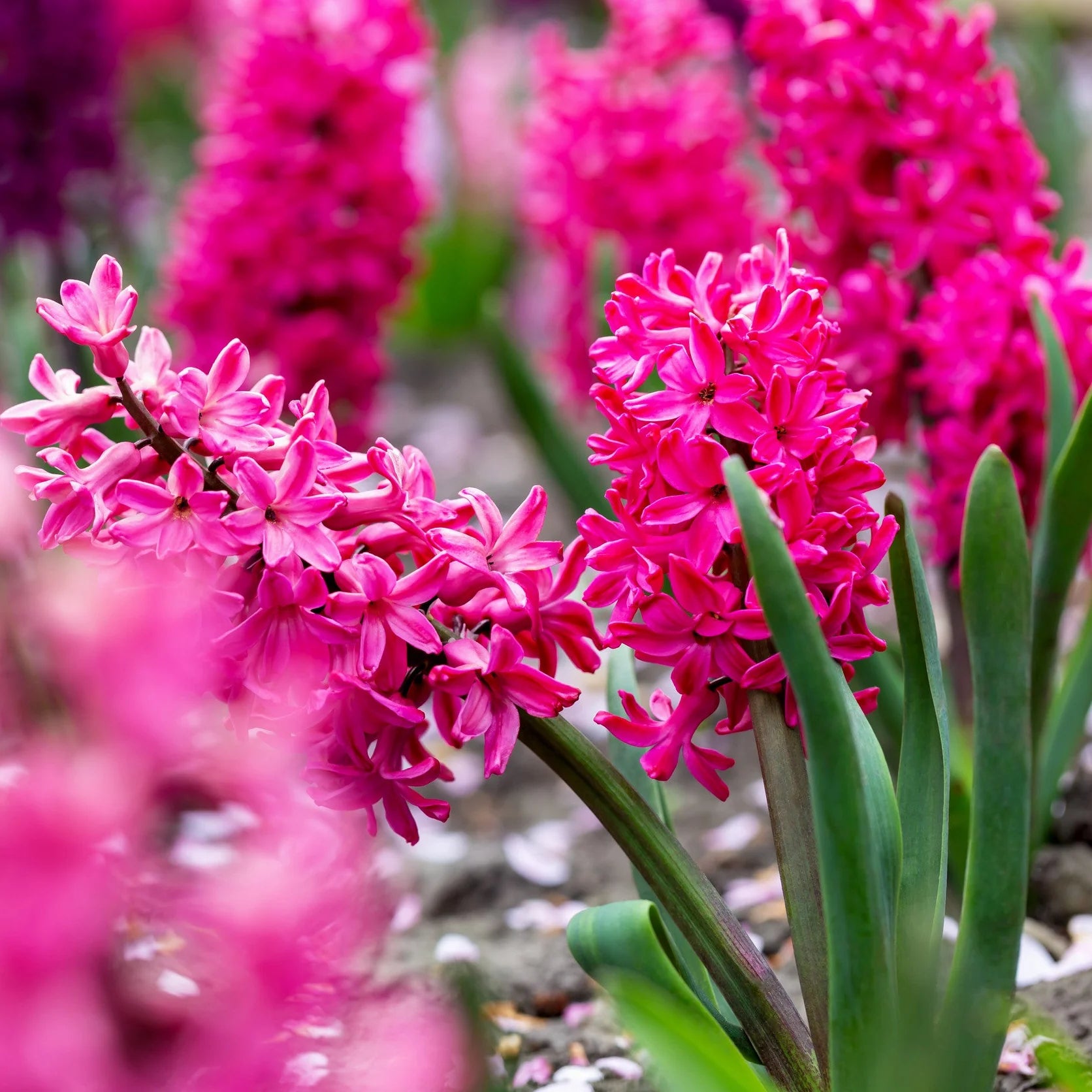 Hyacinth Blumensamen zur Aussaat – Schnitt Blume beliebt – Traditionssorte & ohne Gentechnik Samen Hausgarten