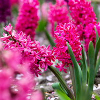 Hyacinth Blumensamen zur Aussaat – Schnitt Blume beliebt – Traditionssorte & ohne Gentechnik Samen Hausgarten
