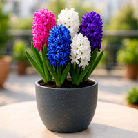 Hyacinthus Blumensamen – Samen zur Aussaat farbenfroh Blüten