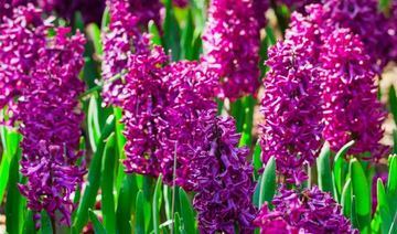 Hyacinthus Orientalis Blumensamen zur Aussaat – lang Blüte Saison – Traditionssorte & ohne Gentechnik Samen Hausgarten