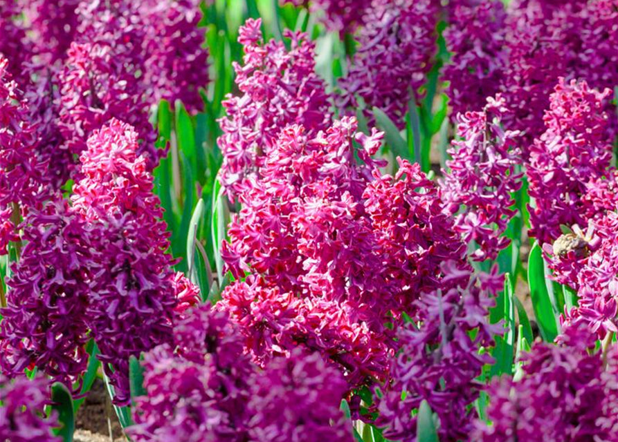 Hyacinthus Orientalis Blumensamen zur Aussaat – lang Blüte Saison – Traditionssorte & ohne Gentechnik Samen Hausgarten
