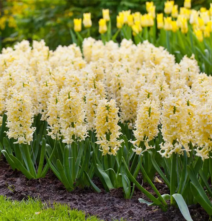 hell Gelb Hyacinth Blumensamen zur Aussaat farbenfroh Schau Traditionssorte & ohne Gentechnik Samen Hausgarten