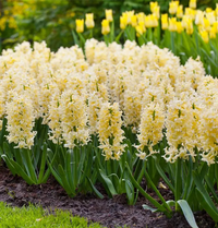 hell Gelb Hyacinth Blumensamen zur Aussaat farbenfroh Schau Traditionssorte & ohne Gentechnik Samen Hausgarten