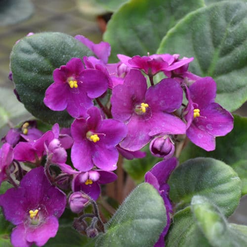 African Violets Blumensamen zur Aussaat – Schnitt Blume beliebt – Traditionssorte & ohne Gentechnik Samen Hausgarten