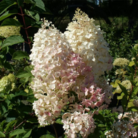 Weiß Rosa Hortensie Blumensamen zur Aussaat pflegeleicht Traditionssorte & ohne Gentechnik Samen Hausgarten
