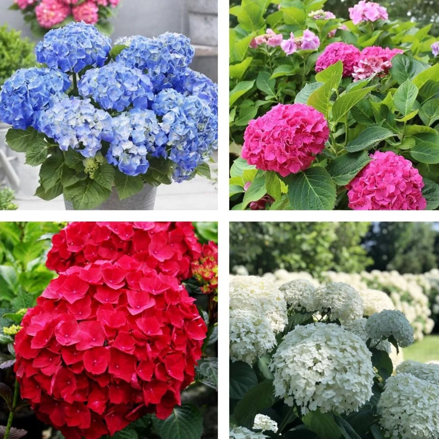 MultiColored Hortensie Blumensamen zur Aussaat leuchtend Traditionssorte & ohne Gentechnik Samen Hausgarten