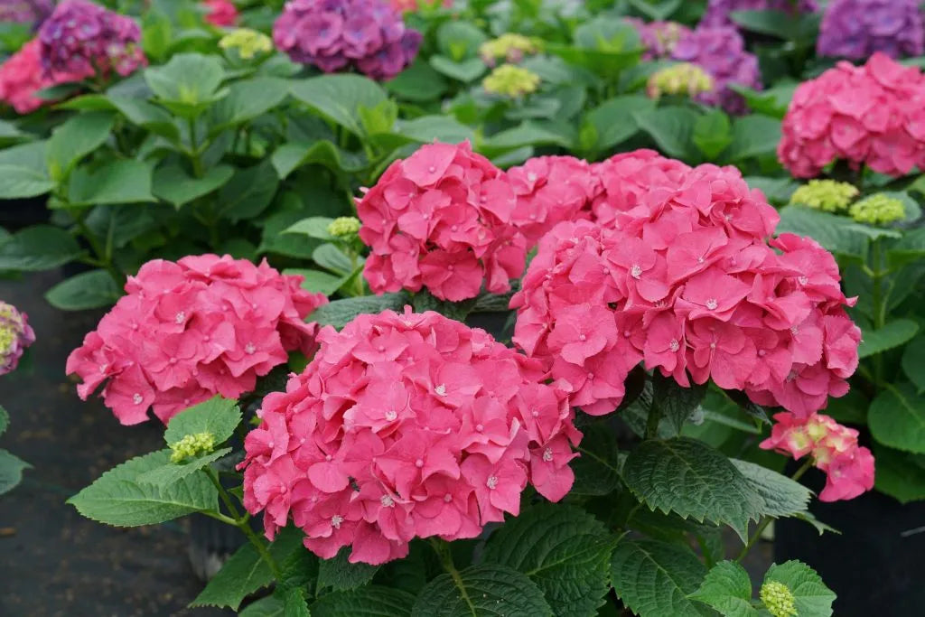 Rosa Hortensie Blumensamen zur Aussaat – pflegeleicht – Traditionssorte & ohne Gentechnik Samen Hausgarten