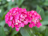 Non gmo rosa hydrangea samen