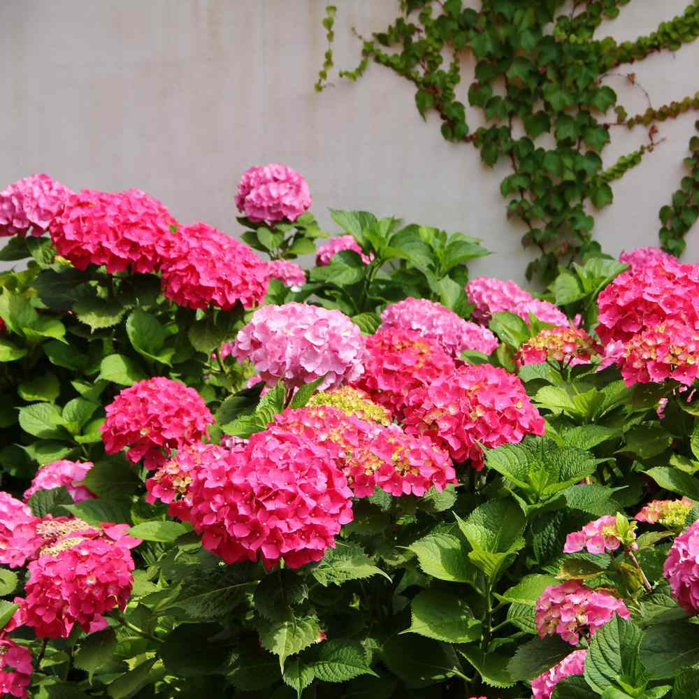 Rosa hydrangea flowering samen for gardens
