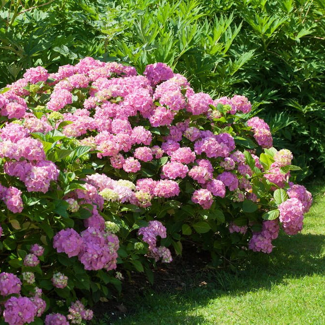 Ornamental rosa hydrangea samen for landscapes