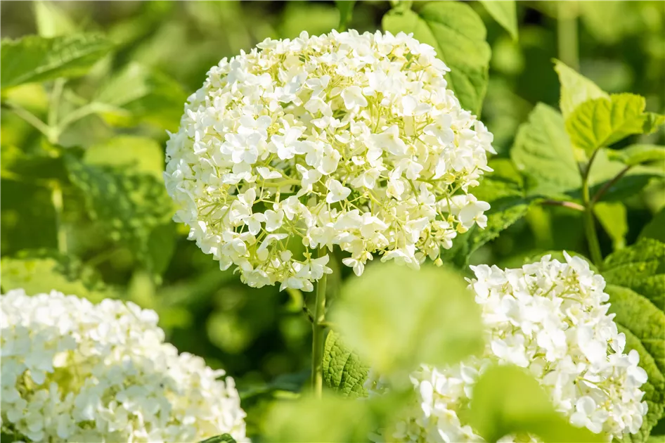 hell Gelb Hortensie Blumensamen zur Aussaat – Schnitt Blume beliebt – Traditionssorte & ohne Gentechnik Samen Hausgarten
