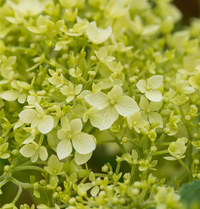 hell Gelb Hortensie Blumensamen zur Aussaat – Schnitt Blume beliebt – Traditionssorte & ohne Gentechnik Samen Hausgarten