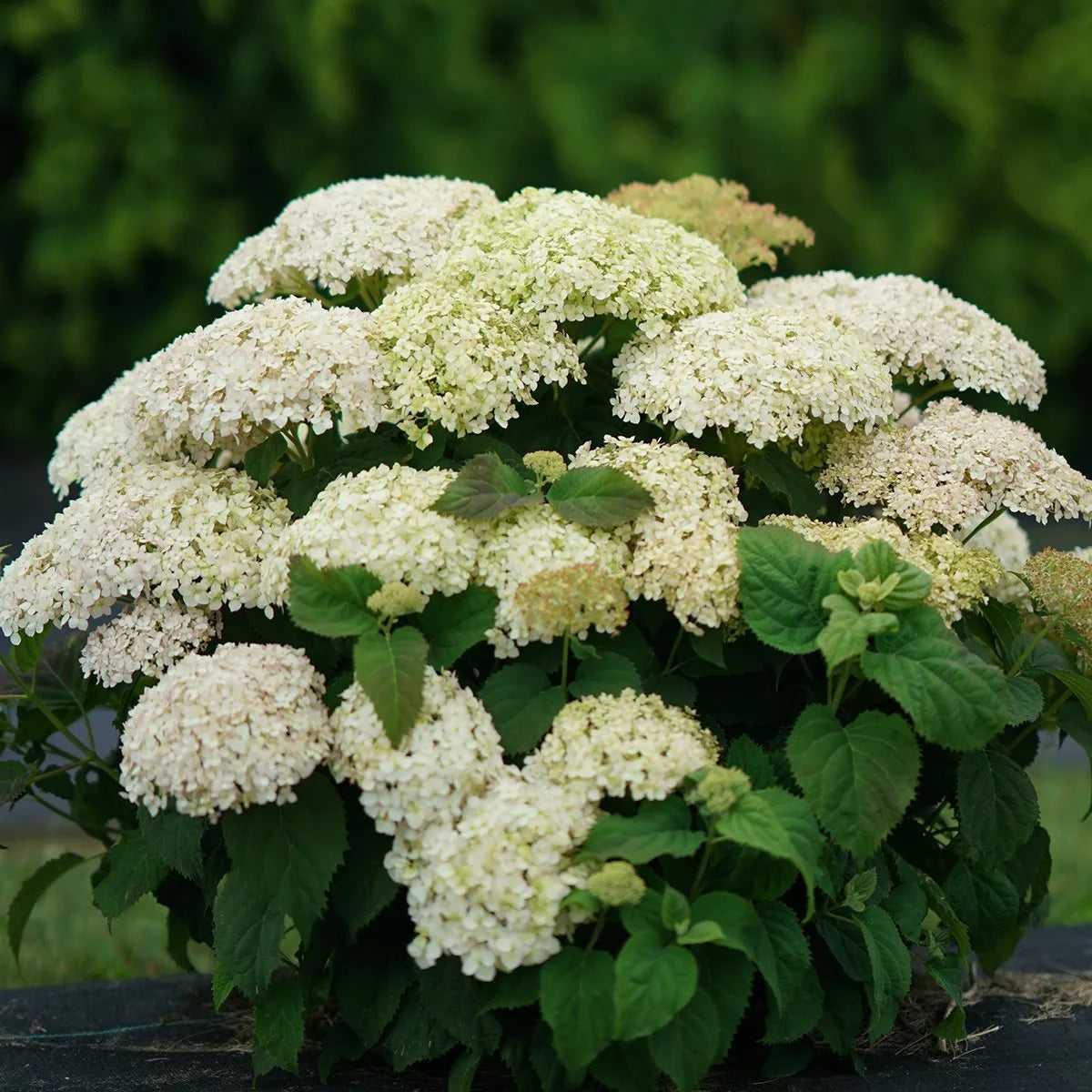 Hortensie Blumensamen zur Aussaat – Garten beliebt – Traditionssorte & ohne Gentechnik Samen Hausgarten