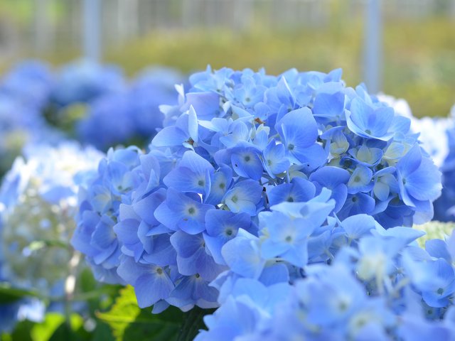 Sea Blau Hortensie Blumensamen zur Aussaat saisonal Dauerblüher Traditionssorte & ohne Gentechnik Samen Hausgarten