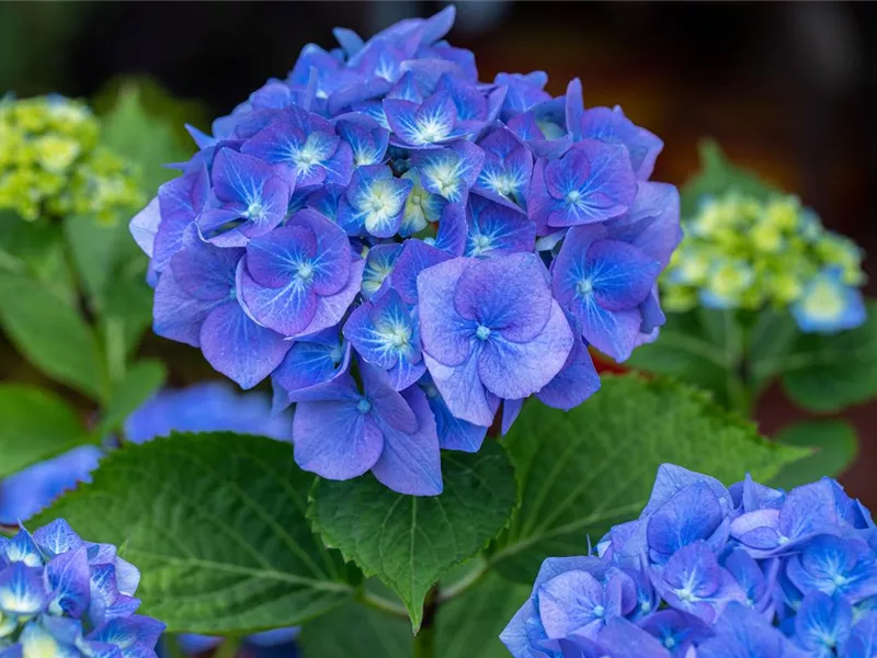 Sea Blau Hortensie Blumensamen zur Aussaat saisonal Dauerblüher Traditionssorte & ohne Gentechnik Samen Hausgarten