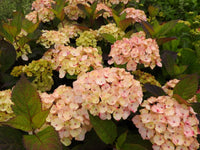 klein Rosa Hortensie Blumensamen zur Aussaat hochwertige Qualitäts- Traditionssorte & ohne Gentechnik Samen Hausgarten