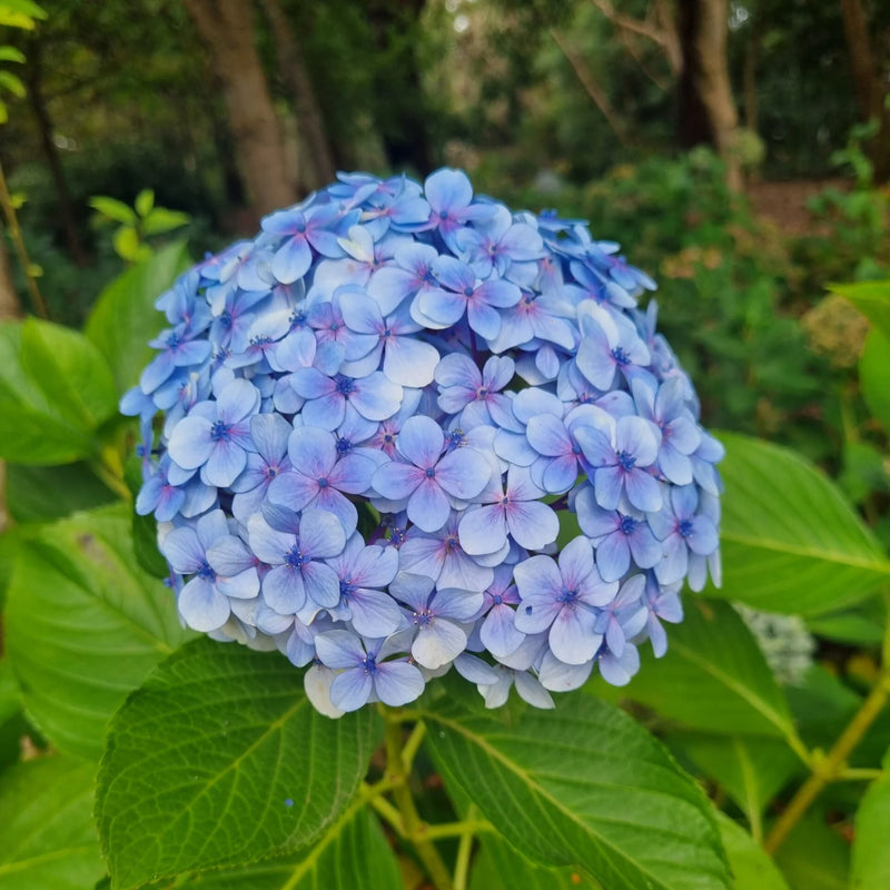Blau Hortensie Blumensamen zur Aussaat – duftend Blüten – Traditionssorte & ohne Gentechnik Samen Hausgarten
