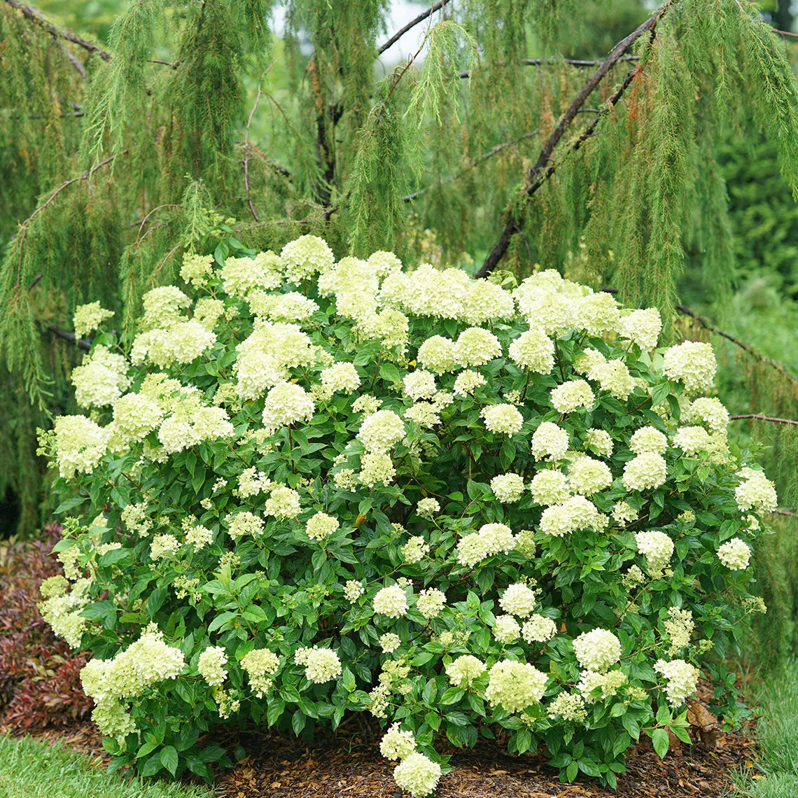 Little lime hydrangea blume samen for anpflanzung - shade tolerant, heirloom & gmo free samen for home garten
 
 sale samen for home garten