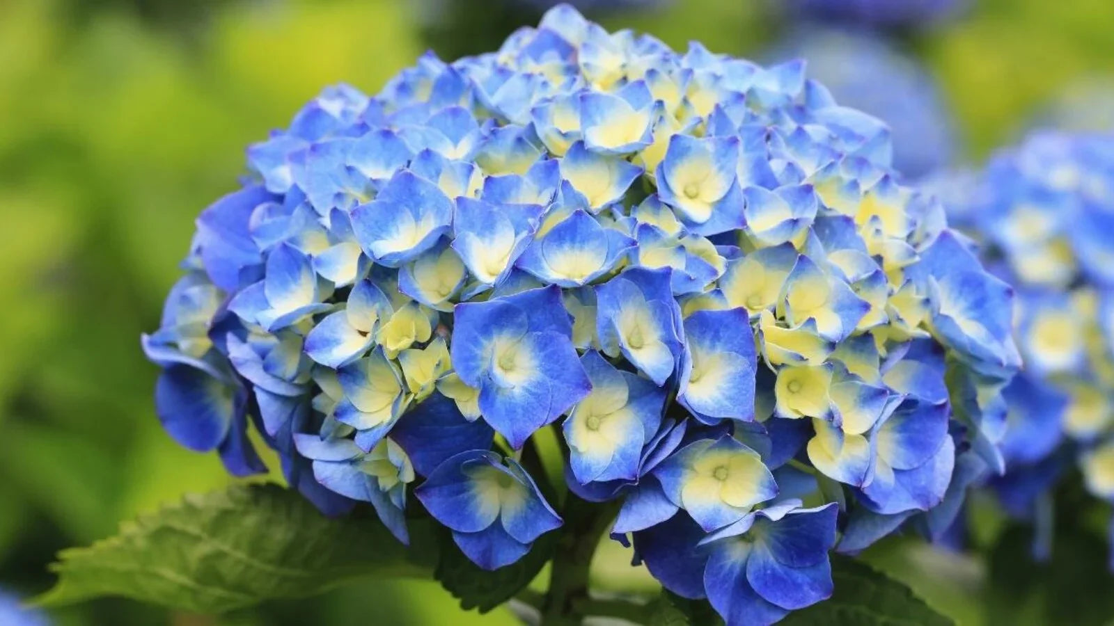 Hydrangea macrophylla blume samen
