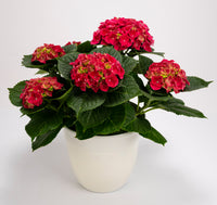Gelb Rot Hortensie Blumensamen zur Aussaat – farbenfroh Schau – Traditionssorte & ohne Gentechnik Samen Hausgarten