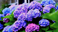 Blau & Gelb Hortensie Blumensamen zur Aussaat Garten beliebt Traditionssorte & ohne Gentechnik Samen Hausgarten