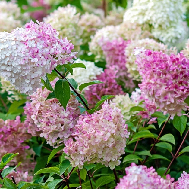 Lila Vanilla Fraise Blumensamen zur Aussaat – duftend Blüten – Traditionssorte & ohne Gentechnik Samen Hausgarten